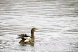 Female Mallard