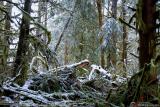 Monsters in the woods  :)