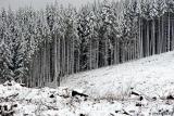Tree line - close look