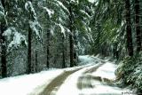 The road through the trees