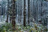 Seeing the forest and the trees