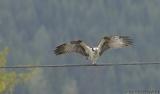 Osprey stretching its wings #4