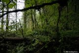 Forest scene
