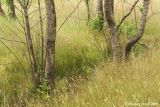 Trees - Willow Creek Preserve