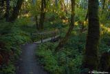 Bridge on the Ridgeline Trail