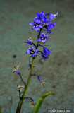 D3-050908-213.jpg