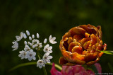 In a garden of delight