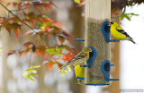 Male & Female American Goldfinch