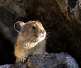 Just one more Pika photo....