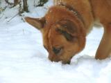 ben-nose-in-snow-700_DSC01312.jpg