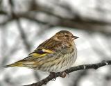 siskin-700_Image018.jpg