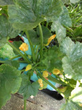 Courgettes