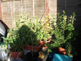 Tomatoes and gooseberry bush