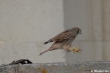 Ils aiment bien ce morceau de ferraille sur la dalle de béton. Il leur sert de tremplin.