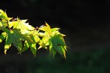 Green acer 1