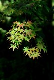 Green acer 2