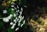 Umbelliferous!