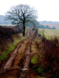 Cow Down Hill<br>4 February 2006 (141)