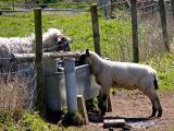 Thirsty