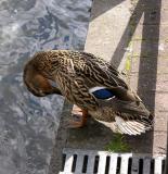 Preening (I)