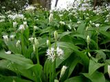 Ramsons (II)