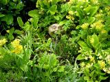 Hexagonal cottage garden...