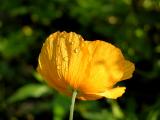 Dew diligence