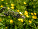 Im a buttercup...