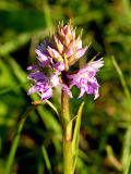 Common spotted orchid