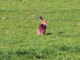 Hare