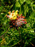 Kidney vetch