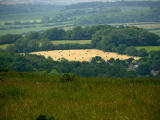 Field of gold