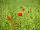 Poppies