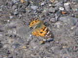 Painted lady
