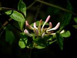 Honeysuckle