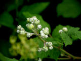 Bramble