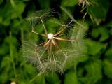 Goats-beard (I)