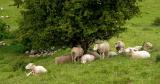 Sheltering sheep...