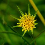 Goats-beard (minor)