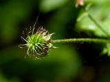 Spiky