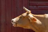 Moo.