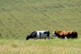 When the cows come home...