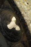 Grave detail (I)