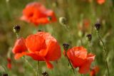 Yet more poppies!