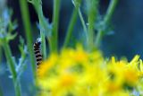 Another Cinnabar...