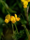 Horseshoe Vetch<br>(Hippocrepis comosa)