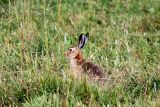 Im not hare...