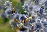 Busy bees