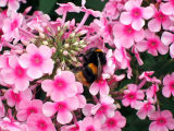 Phlox