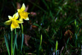 New life